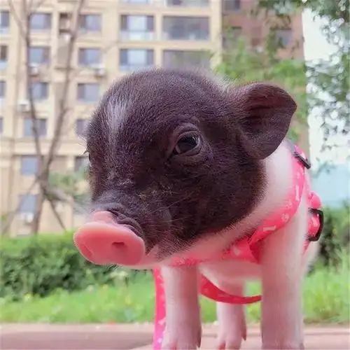 巴马小香猪成宠物猪,摆脱烤乳猪命运后,为村民提供脱贫新方法!