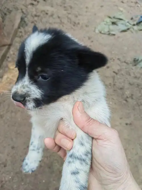 边牧串找领养要求对他好