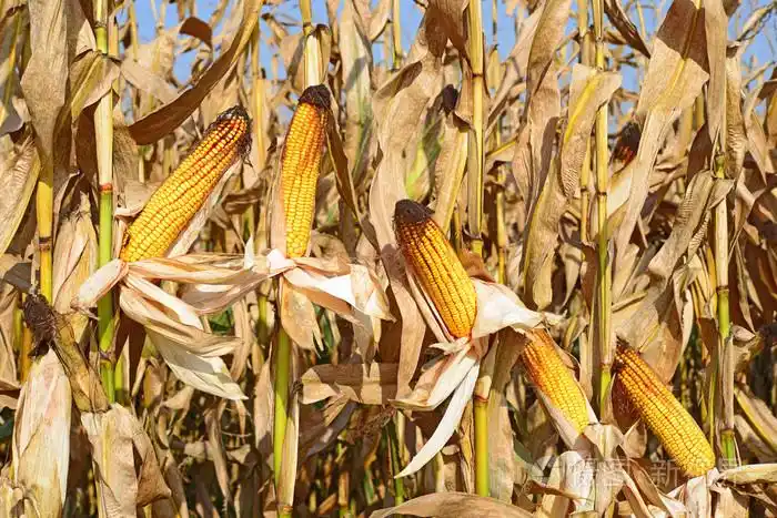 成熟的玉米在山水田园