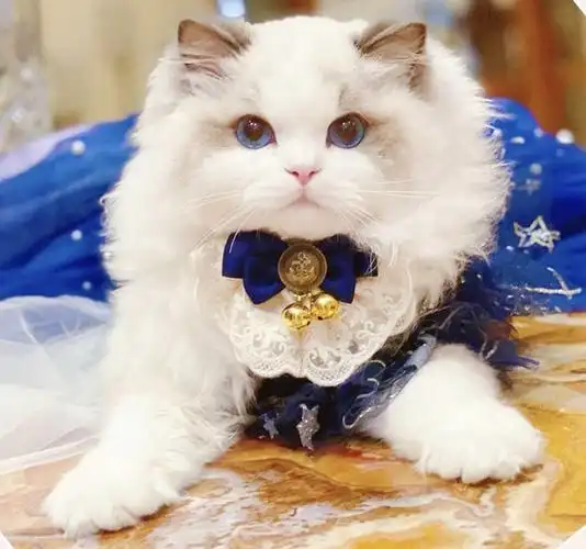 大家见过最美的布偶猫是