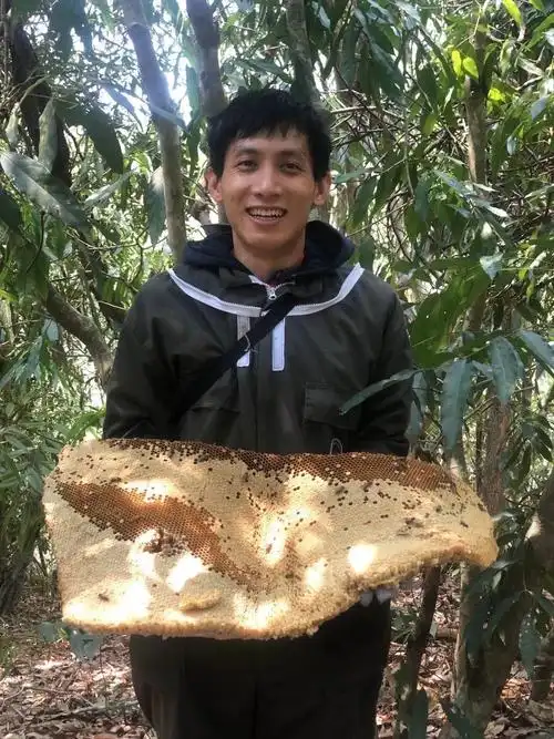 包邮云南西双版纳天然纯正野生蜂蜜树排大挂蜜夏季结晶液态百花蜜