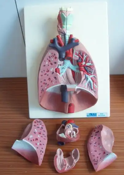 供应呼吸系统模型 可拆卸7部分 医学教学器材模型 呼吸肺模型