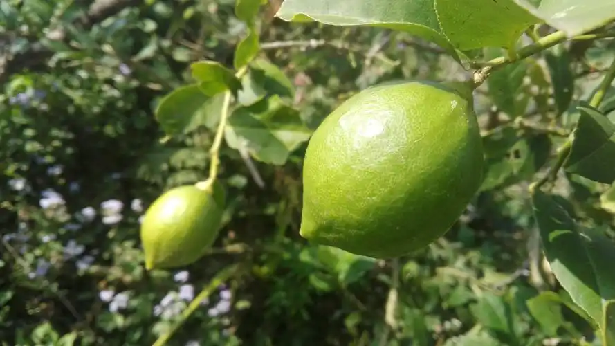 水果摄影,绿色柠檬,叶子 壁纸