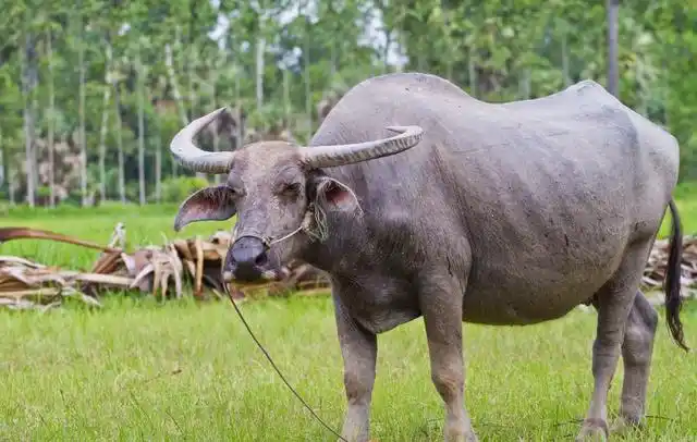 广东男子救下待宰水牛,14年后男子去世,葬礼当天水牛流下伤心泪水