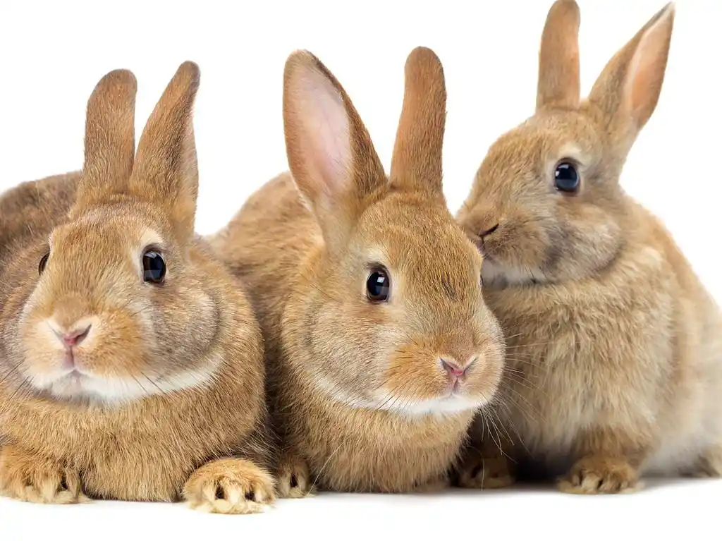 三个棕色小兔子,三个棕色小兔子