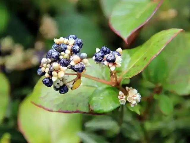 农村这几种常见的野生植物,药用价值特别高,最后一种还能泡茶喝