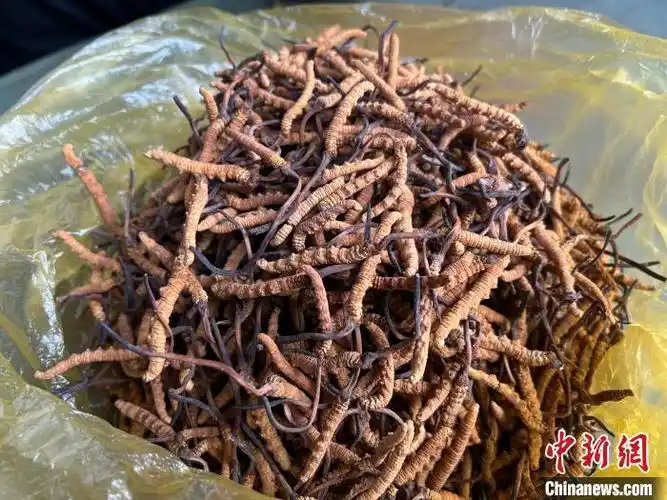 青海冬虫夏草年平均蕴藏量近14亿根