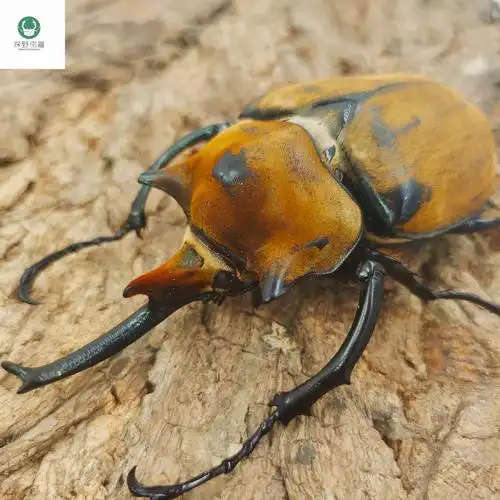 甲虫宠物-特价促销-优惠券领取-价格|多少钱|什么牌子好-35优惠券网站