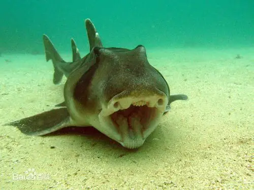 角鲨图片_百度百科