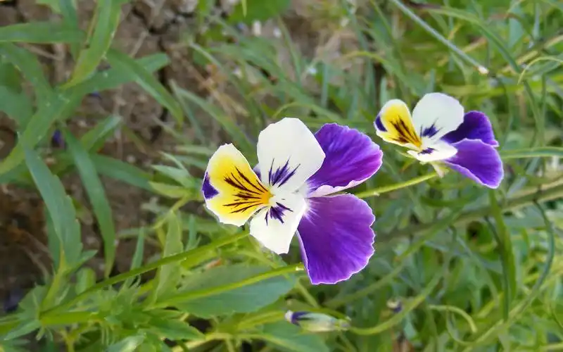 美丽的三色堇