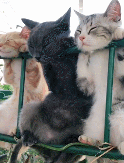 三只猫咪排排挂在瓜棚上竟然是