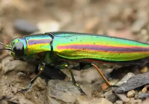 烟黑吉丁的外貌特征?_360问答