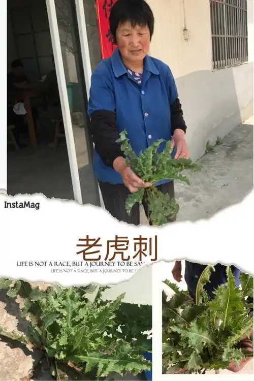 今天还认识了老虎刺,听这位奶奶说,老虎刺治疗关节疼痛,也是一宝!