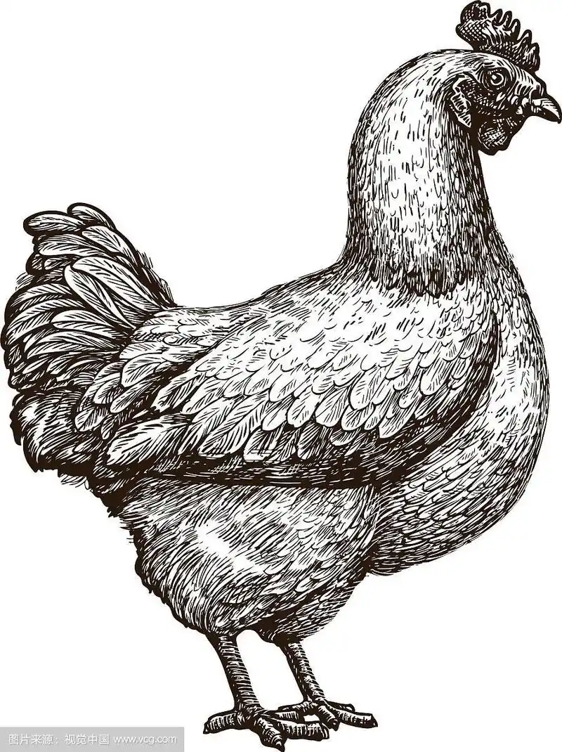 鸡鸡素描家禽农场养殖理念