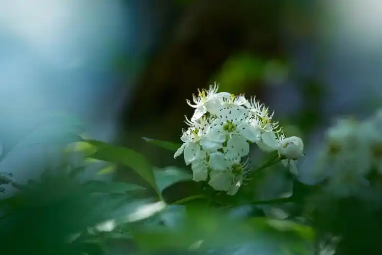 前景虚化有意味