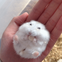 220_220gif 动态图 动图