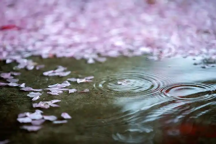 樱花雨落