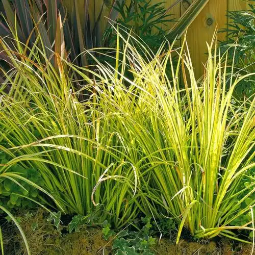 植物金叶石菖蒲菖蒲盆栽室外阳台花卉庭院多年生绿植