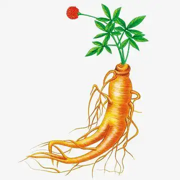 手绘人参