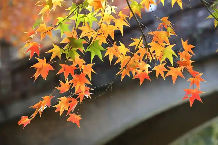 枫叶正努力让自己的凋零也充满浪漫,好让下一回的浪漫生命充满希望