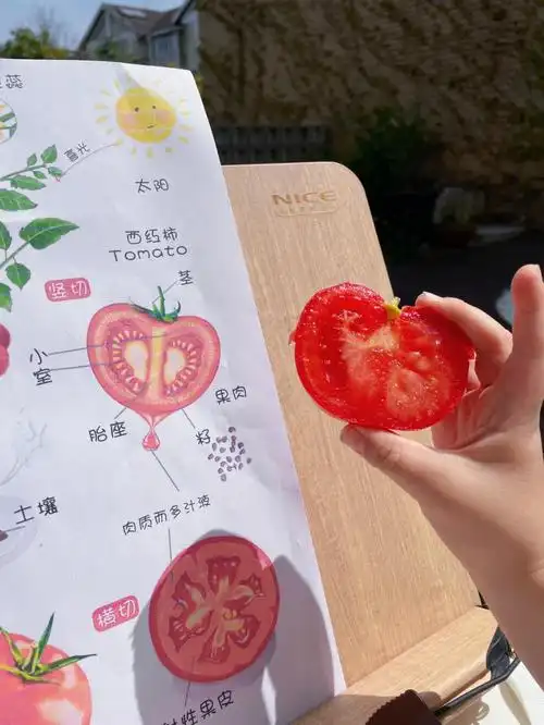 今日份种植西红柿77科普