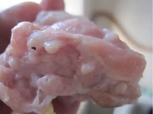 1,豆猪肉即米猪肉,""米"猪肉一般不鲜亮,瘦肉及五脏,器官上都有或多或