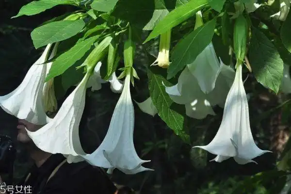 曼陀罗是一种什么花呢 曼陀罗有什么作用呢