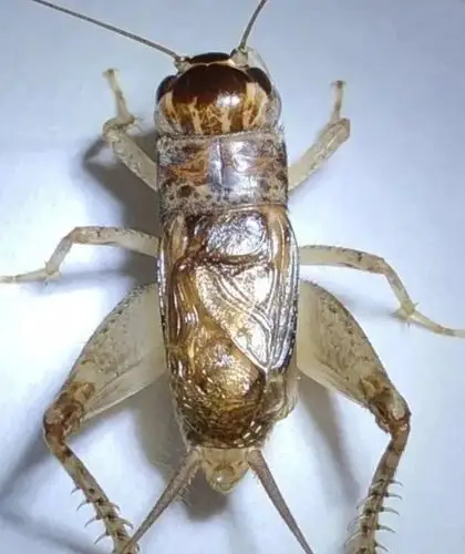 五路黄麻头蟋蟀