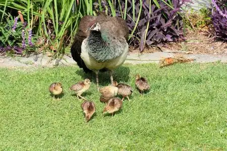 孔雀,草,草坪,鸟,孩子,鸡