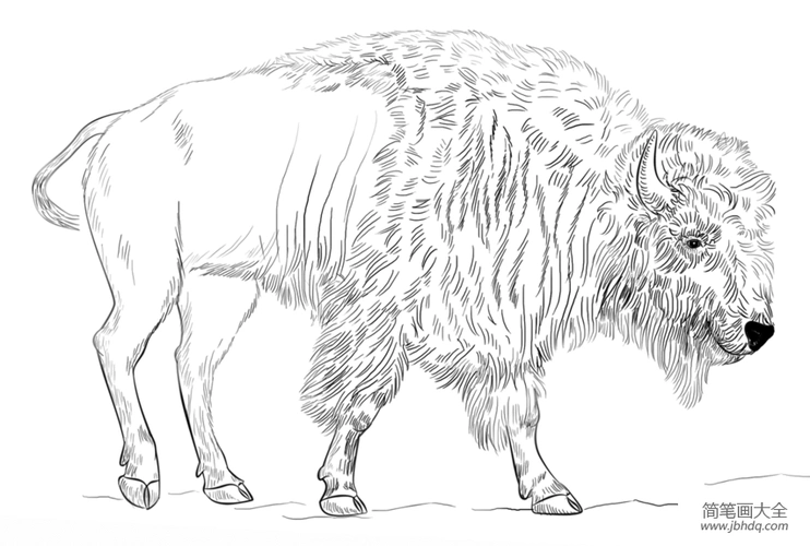如何画野牛