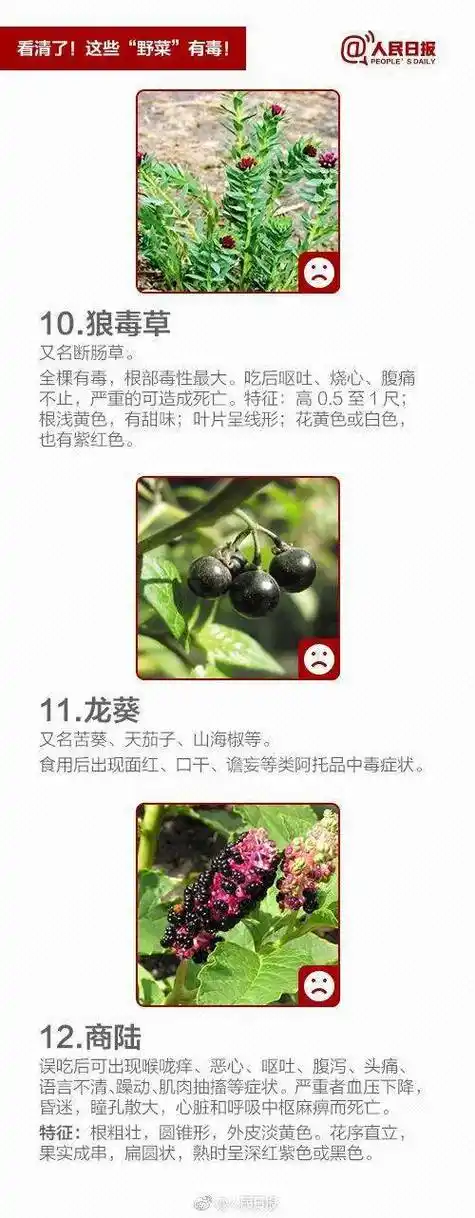 后经当地疾控部门确认,赵先生一家食用的野菜名叫石龙芮,长得很像水