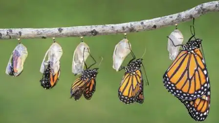 镜头记录毛毛虫变成蝴蝶全过程,几次蜕变,真的不容易