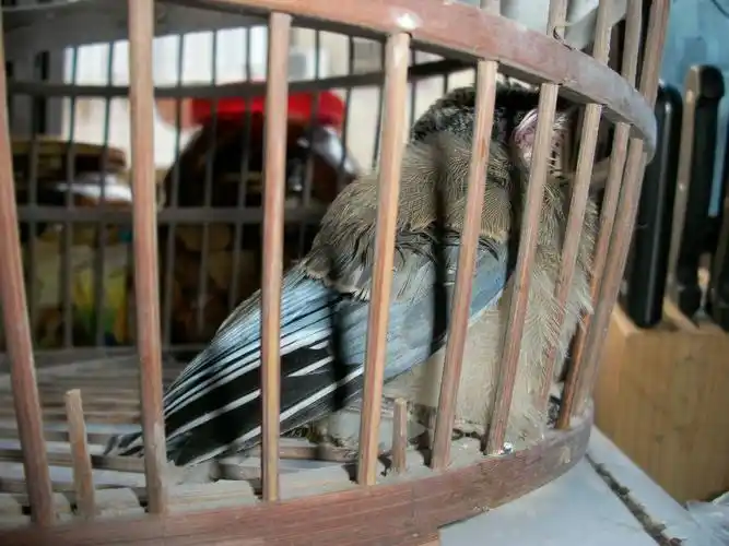 家里飞来一只鸟请问是什么鸟