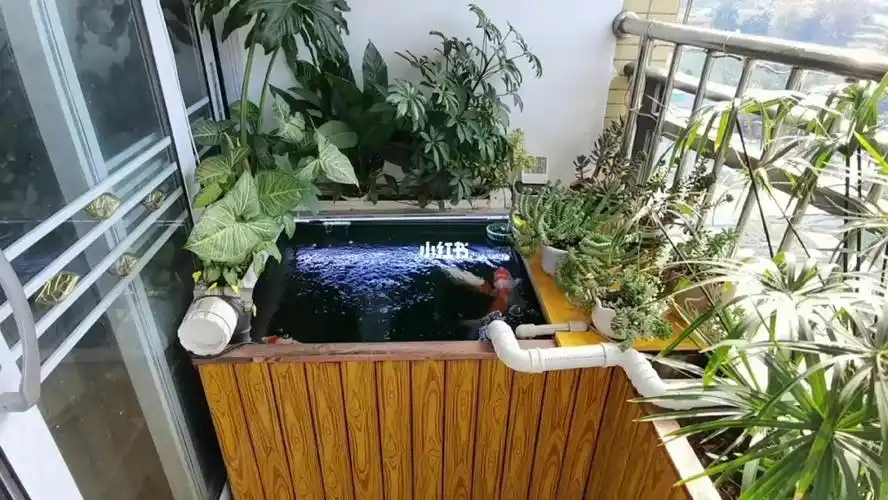 锦鲤鱼池  #锦鲤  #锦鲤鱼池过滤  #阳台鱼池