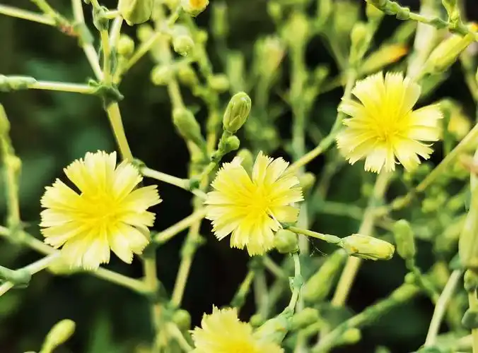美丽的菜花花 - 美篇