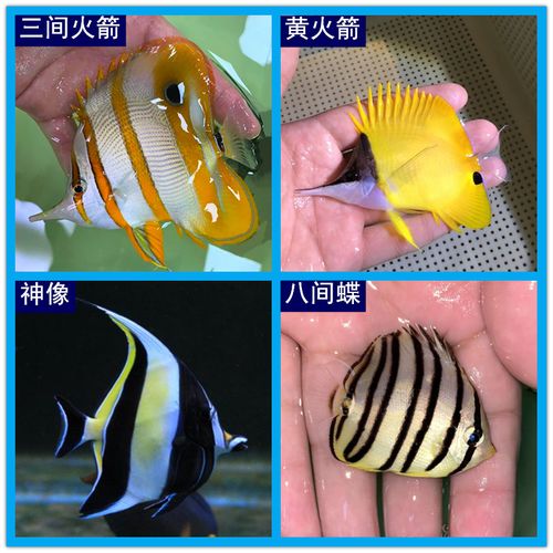 黄火箭 三间火箭 海水鱼观赏鱼活体海洋水族宠物鱼 八间蝶 神像鱼