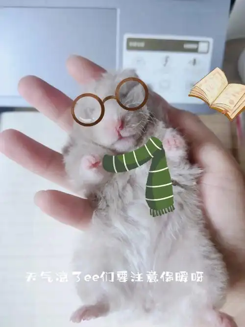 金丝熊寿命多久啊