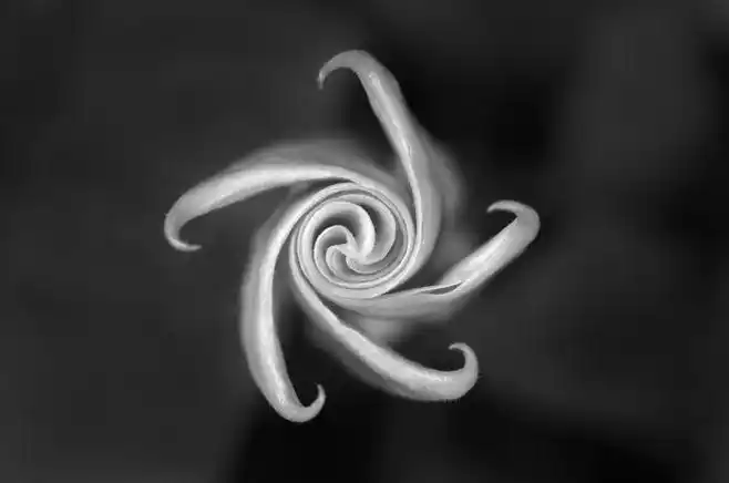 曼陀罗:不可预知的死亡和爱.