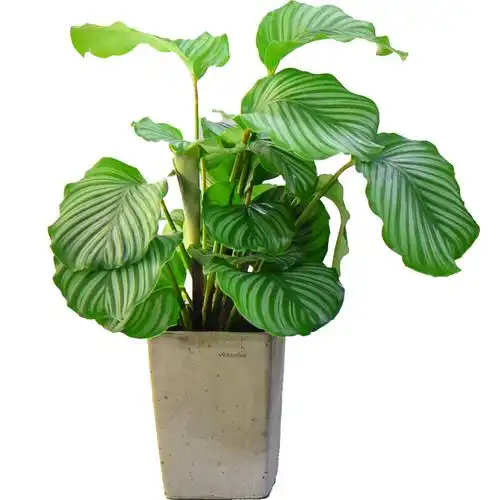 盆栽竹芋青苹果大盆简约ins室内耐阴阔叶绿植绿植