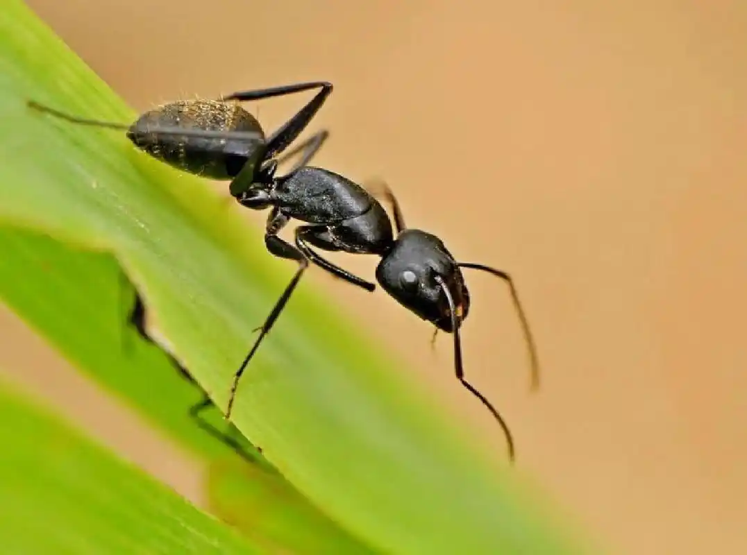 家里有黑蚂蚁怎么消灭 黑蚂蚁一般出现在室外,但是也会出现在家里.