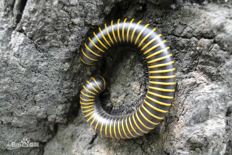 广州有种虫子好恶心,长条的,黑黄条纹相间,身体像蚂蝗(水蛭)一样柔软