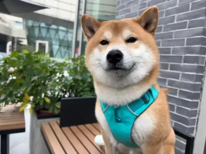 今天是柴犬cp哦