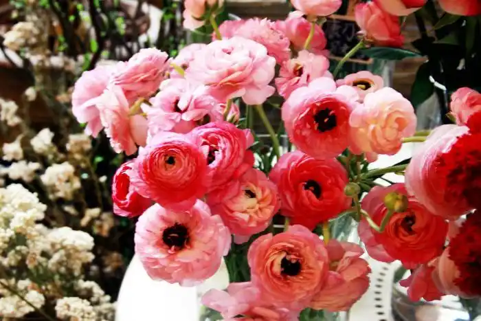 花店50种常用花材识别与养护