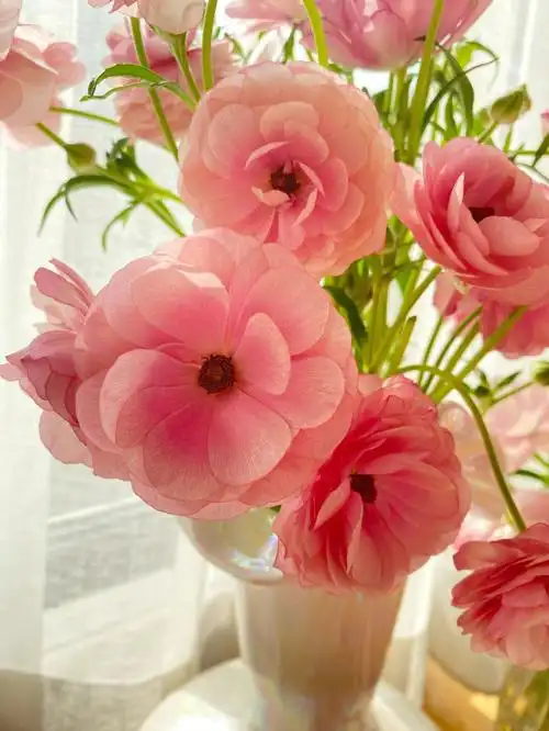 9/5枝我想说的是,洋牡丹还是要重瓣的灵!