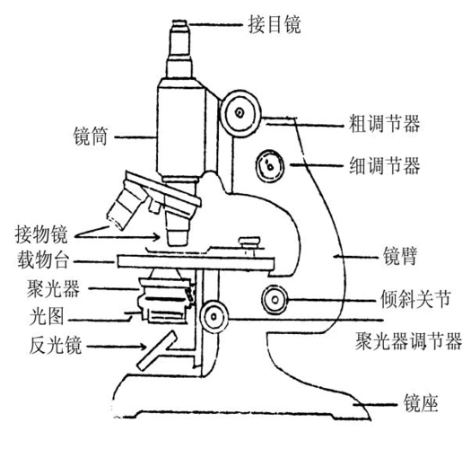 第一节显微镜的构造和使用1