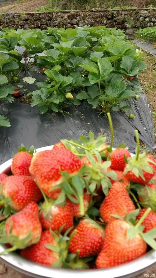 草莓蔷薇科草莓属多年生草本