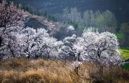 山那边的老杏树
