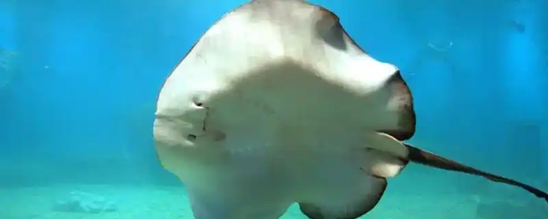 扁平圆形的鱼是什么鱼