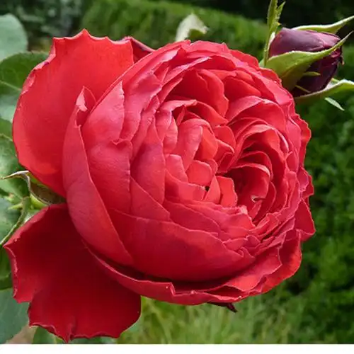 海蒂的花园茶花女灌木切花月季红色大花强香型盆栽苗阳台庭院植物