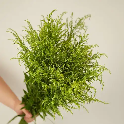 鲜花黄莺草配云南直发10支鲜切花搭搭配花草家鲜花速递同城